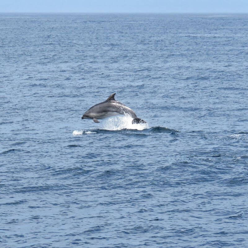 Palolem Beach Dolphin
