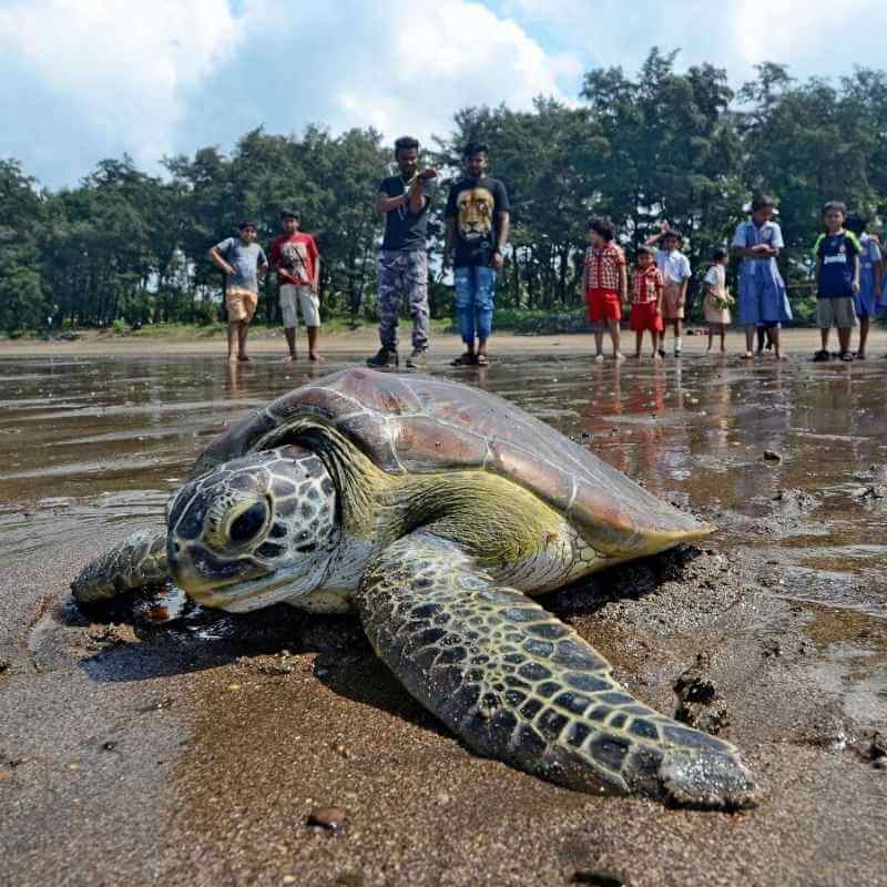 Turtle Nesting at Morjim